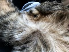 -达爱动物医院·犬猫分区·CT·复杂眼科(远洋山水分院)