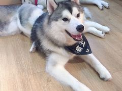 -Husky Go! 哈士奇体验馆·宠物咖啡厅狗咖