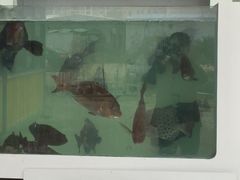 -南蚝小贝海鲜特色餐厅(南澳岛店)