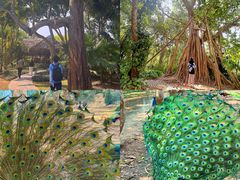 -中国科学院西双版纳热带植物园