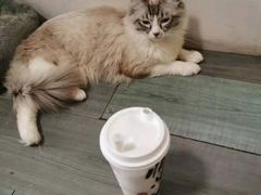 -LELECHA乐乐茶(百货大楼店)