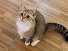 -喵小馆·猫咖狗咖猪咖·饮品店