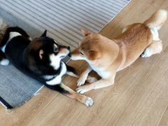 -南京Hallo宠物乐园·哈罗犬舍·柴犬繁育基地