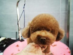 -宠福鑫康馨动物医院·骨科·眼科