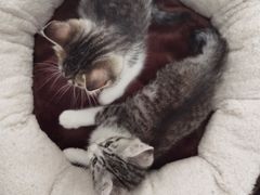 -艾贝尔宠物医院·24H转诊中心·肿瘤猫专科(江宁双龙店)