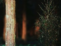 -武陵山森林公园