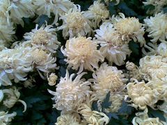 景点-人民防洪胜利纪念塔