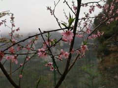 -鹿院坪生态旅游景区