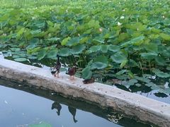 -莲花池公园