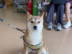 -芭比堂动物医院(大兴郁兴分院)