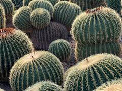 -北京植物园-展览温室