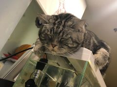 -平行世界·猫咖(首经贸店)