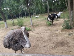 -大连森林动物园