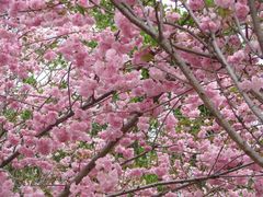 樱花-天适樱花悠乐园