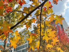 -领鲜天下·焗海鲜·花胶鸡(天目里店)