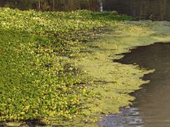 -桤木河湿地公园