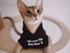 -猫十亿·布偶金渐层·曼基康矮脚猫舍(青年路店)