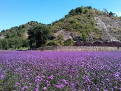 -紫海香堤香草艺术庄园