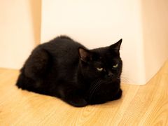 -有喵·猫咖·狗咖·30几只猫10只小狗(岗厦店)