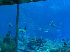 -亚特兰蒂斯•OSSIANO奥西亚诺海底餐厅
