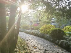 -上海醉白池公园