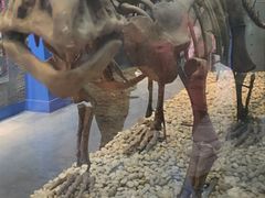 -国家自然博物馆