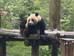 -都江堰中华大熊猫苑