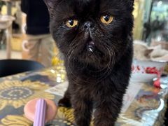 -平行世界·猫咖(首经贸店)