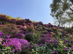 -东南花都花博园