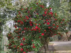-重庆雨台山风景区