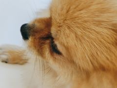 -怪兽屋·羊驼·猫咖·狗咖(俊华广场店)