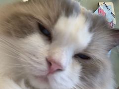 -有喵·猫咖·狗咖·30几只猫10只小狗(岗厦店)