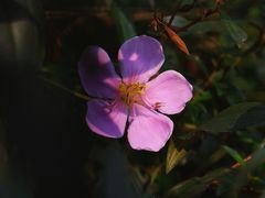 -广州珠江公园