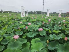 -嘉北郊野公园