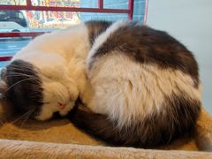 -猫小院猫主题餐厅(南锣旗舰店)