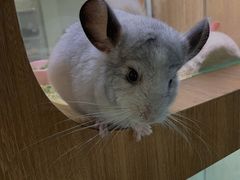 -藦茜花园宠物主题亲子互动体验馆(国顺东路店)