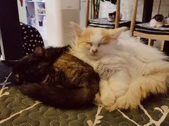 -平行世界·猫咖(首经贸店)