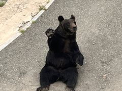 -大青山野生动物园