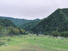 -狮子沟牧场