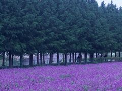 -嘉北郊野公园