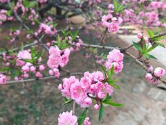 -北京西山国家森林公园