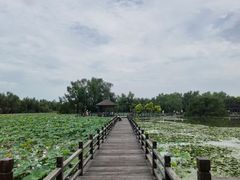 -大湾区中央湿地公园