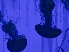 -上海海洋水族馆