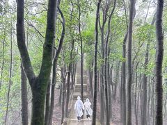 -阳台山森林公园
