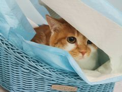 -纳吉亚猫专科动物医院·北北分院