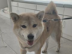 -中农国际动物医院24小时·猫科·骨科·急重症中心