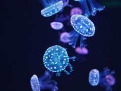 -石家庄极地海洋世界