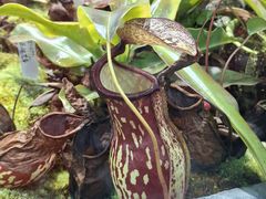 -国家植物园南园