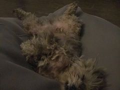 -康乐宝动物医院