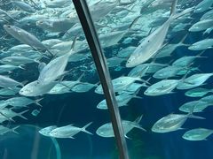 -上海海洋水族馆